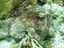 Common Octopus IMG 6069
